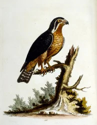 Illustrazione ad acquerello da un libro di uccelli rari di G Edwards 1750. George Edwards (1694-1773) fu un naturalista e ornitologo britannico. Viaggiò molto in Europa, studiando la storia naturale e gli uccelli in particolare. Ottenne un certo riconoscim
