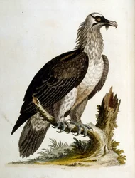 Illustrazione ad acquerello da un libro di uccelli rari di G Edwards 1750. George Edwards (1694-1773) fu un naturalista e ornitologo britannico. Viaggiò molto in Europa, studiando la storia naturale e gli uccelli in particolare. Ottenne un certo riconoscim