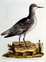 Illustrazione ad acquerello da un libro di uccelli rari di G Edwards 1750. George Edwards (1694-1773) fu un naturalista e ornitologo britannico. Viaggiò molto in Europa, studiando la storia naturale e gli uccelli in particolare. Ottenne un certo riconoscim