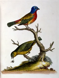 Illustrazione ad acquerello da un libro di uccelli rari di G Edwards 1750. George Edwards (1694-1773) fu un naturalista e ornitologo britannico. Viaggiò molto in Europa, studiando la storia naturale e gli uccelli in particolare. Ottenne un certo riconoscim