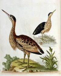 Illustrazione ad acquerello da un libro di uccelli rari di G Edwards 1750. George Edwards (1694-1773) fu un naturalista e ornitologo britannico. Viaggiò molto in Europa, studiando la storia naturale e gli uccelli in particolare. Ottenne un certo riconoscim