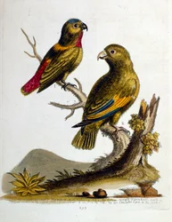 Illustrazione ad acquerello da un libro di uccelli rari di G Edwards 1750. George Edwards (1694-1773) fu un naturalista e ornitologo britannico. Viaggiò molto in Europa, studiando la storia naturale e gli uccelli in particolare. Ottenne un certo riconoscim