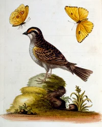 Illustrazione ad acquerello da un libro di uccelli rari di G Edwards 1750. George Edwards (1694-1773) fu un naturalista e ornitologo britannico. Viaggiò molto in Europa, studiando la storia naturale e gli uccelli in particolare. Ottenne un certo riconoscim