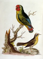 Illustrazione ad acquerello da un libro di uccelli rari di G Edwards 1750. George Edwards (1694-1773) fu un naturalista e ornitologo britannico. Viaggiò molto in Europa, studiando la storia naturale e gli uccelli in particolare. Ottenne un certo riconoscim