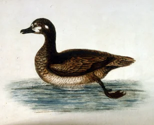 Illustrazione ad acquerello da un libro di uccelli rari di G Edwards 1750. George Edwards (1694-1773) fu un naturalista e ornitologo britannico. Viaggiò molto in Europa, studiando la storia naturale e gli uccelli in particolare. Ottenne un certo riconoscim