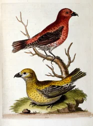 Illustrazione ad acquerello da un libro di uccelli rari di G Edwards 1750. George Edwards (1694-1773) fu un naturalista e ornitologo britannico. Viaggiò molto in Europa, studiando la storia naturale e gli uccelli in particolare. Ottenne un certo riconoscim