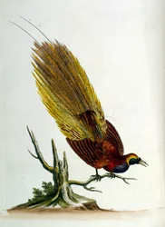 Illustrazione ad acquerello da un libro di uccelli rari di G Edwards 1750. George Edwards (1694-1773) fu un naturalista e ornitologo britannico. Viaggiò molto in Europa, studiando la storia naturale e gli uccelli in particolare. Ottenne un certo riconoscim