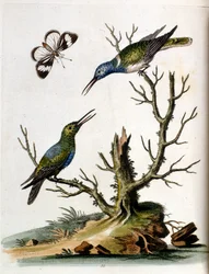 Illustrazione ad acquerello da un libro di uccelli rari di G Edwards 1750. George Edwards (1694-1773) fu un naturalista e ornitologo britannico. Viaggiò molto in Europa, studiando la storia naturale e gli uccelli in particolare. Ottenne un certo riconoscim