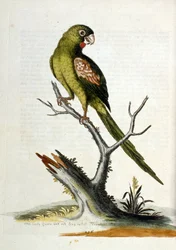 Illustrazione ad acquerello da un libro di uccelli rari di G Edwards 1750. George Edwards (1694-1773) fu un naturalista e ornitologo britannico. Viaggiò molto in Europa, studiando la storia naturale e gli uccelli in particolare. Ottenne un certo riconoscim