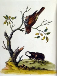 Illustrazione ad acquerello da un libro di uccelli rari di G Edwards 1750. George Edwards (1694-1773) fu un naturalista e ornitologo britannico. Viaggiò molto in Europa, studiando la storia naturale e gli uccelli in particolare. Ottenne un certo riconoscim