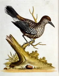 Illustrazione ad acquerello da un libro di uccelli rari di G Edwards 1750. George Edwards (1694-1773) fu un naturalista e ornitologo britannico. Viaggiò molto in Europa, studiando la storia naturale e gli uccelli in particolare. Ottenne un certo riconoscim