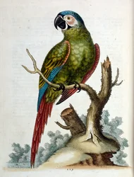 Illustrazione ad acquerello da un libro di uccelli rari di G Edwards 1750. George Edwards (1694-1773) fu un naturalista e ornitologo britannico. Viaggiò molto in Europa, studiando la storia naturale e gli uccelli in particolare. Ottenne un certo riconoscim