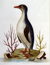 Illustrazione ad acquerello da un libro di uccelli rari di G Edwards 1750. George Edwards (1694-1773) fu un naturalista e ornitologo britannico. Viaggiò molto in Europa, studiando la storia naturale e gli uccelli in particolare. Ottenne un certo riconoscim