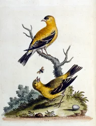 Illustrazione ad acquerello da un libro di uccelli rari di G Edwards 1750. George Edwards (1694-1773) fu un naturalista e ornitologo britannico. Viaggiò molto in Europa, studiando la storia naturale e gli uccelli in particolare. Ottenne un certo riconoscim