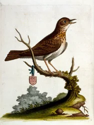 Illustrazione ad acquerello da un libro di uccelli rari di G Edwards 1750. George Edwards (1694-1773) fu un naturalista e ornitologo britannico. Viaggiò molto in Europa, studiando la storia naturale e gli uccelli in particolare. Ottenne un certo riconoscim