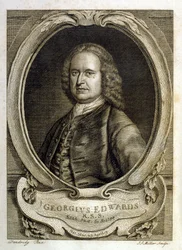 Illustrazione ad acquerello da un libro di uccelli rari di G Edwards 1750. George Edwards (1694-1773) fu un naturalista e ornitologo britannico. Viaggiò molto in Europa, studiando la storia naturale e gli uccelli in particolare. Ottenne un certo riconoscim