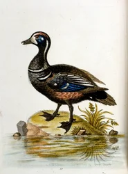 Illustrazione ad acquerello da un libro di uccelli rari di G Edwards 1750. George Edwards (1694-1773) fu un naturalista e ornitologo britannico. Viaggiò molto in Europa, studiando la storia naturale e gli uccelli in particolare. Ottenne un certo riconoscim