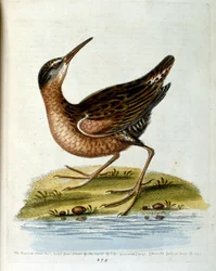 Illustrazione ad acquerello da un libro di uccelli rari di G Edwards 1750. George Edwards (1694-1773) fu un naturalista e ornitologo britannico. Viaggiò molto in Europa, studiando la storia naturale e gli uccelli in particolare. Ottenne un certo riconoscim