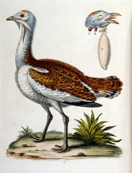 Illustrazione ad acquerello da un libro di uccelli rari di G Edwards 1750. George Edwards (1694-1773) fu un naturalista e ornitologo britannico. Viaggiò molto in Europa, studiando la storia naturale e gli uccelli in particolare. Ottenne un certo riconoscim