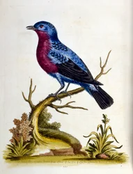 Illustrazione ad acquerello da un libro di uccelli rari di G Edwards 1750. George Edwards (1694-1773) fu un naturalista e ornitologo britannico. Viaggiò molto in Europa, studiando la storia naturale e gli uccelli in particolare. Ottenne un certo riconoscim