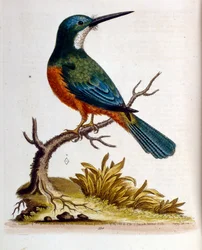 Illustrazione ad acquerello da un libro di uccelli rari di G Edwards 1750. George Edwards (1694-1773) fu un naturalista e ornitologo britannico. Viaggiò molto in Europa, studiando la storia naturale e gli uccelli in particolare. Ottenne un certo riconoscim