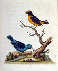 Illustrazione ad acquerello da un libro di uccelli rari di G Edwards 1750. George Edwards (1694-1773) fu un naturalista e ornitologo britannico. Viaggiò molto in Europa, studiando la storia naturale e gli uccelli in particolare. Ottenne un certo riconoscim