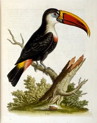 Illustrazione ad acquerello da un libro di uccelli rari di G Edwards 1750. George Edwards (1694-1773) fu un naturalista e ornitologo britannico. Viaggiò molto in Europa, studiando la storia naturale e gli uccelli in particolare. Ottenne un certo riconoscim