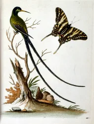 Illustrazione ad acquerello da un libro di uccelli rari di G Edwards 1750. George Edwards (1694-1773) fu un naturalista e ornitologo britannico. Viaggiò molto in Europa, studiando la storia naturale e gli uccelli in particolare. Ottenne un certo riconoscim