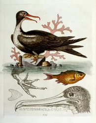 Illustrazione ad acquerello da un libro di uccelli rari di G Edwards 1750. George Edwards (1694-1773) fu un naturalista e ornitologo britannico. Viaggiò molto in Europa, studiando la storia naturale e gli uccelli in particolare. Ottenne un certo riconoscim