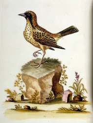 Illustrazione ad acquerello da un libro di uccelli rari di G Edwards 1750. George Edwards (1694-1773) fu un naturalista e ornitologo britannico. Viaggiò molto in Europa, studiando la storia naturale e gli uccelli in particolare. Ottenne un certo riconoscim