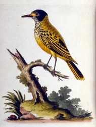 Illustrazione ad acquerello da un libro di uccelli rari di G Edwards 1750. George Edwards (1694-1773) fu un naturalista e ornitologo britannico. Viaggiò molto in Europa, studiando la storia naturale e gli uccelli in particolare. Ottenne un certo riconoscim