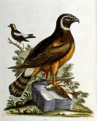 Illustrazione ad acquerello da un libro di uccelli rari di G Edwards 1750. George Edwards (1694-1773) fu un naturalista e ornitologo britannico. Viaggiò molto in Europa, studiando la storia naturale e gli uccelli in particolare. Ottenne un certo riconoscim