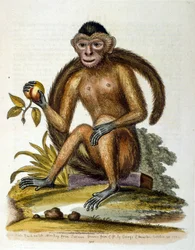 Illustrazione ad acquerello da un libro di uccelli rari di G Edwards 1750. George Edwards (1694-1773) fu un naturalista e ornitologo britannico. Viaggiò molto in Europa, studiando la storia naturale e gli uccelli in particolare. Ottenne un certo riconoscim