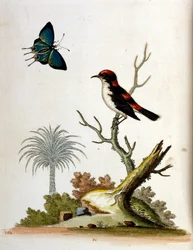Illustrazione ad acquerello da un libro di uccelli rari di G Edwards 1750. George Edwards (1694-1773) fu un naturalista e ornitologo britannico. Viaggiò molto in Europa, studiando la storia naturale e gli uccelli in particolare. Ottenne un certo riconoscim