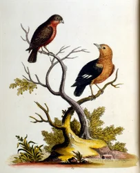 Illustrazione ad acquerello da un libro di uccelli rari di G Edwards 1750. George Edwards (1694-1773) fu un naturalista e ornitologo britannico. Viaggiò molto in Europa, studiando la storia naturale e gli uccelli in particolare. Ottenne un certo riconoscim