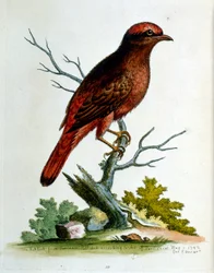 Illustrazione ad acquerello da un libro di uccelli rari di G Edwards 1750. George Edwards (1694-1773) fu un naturalista e ornitologo britannico. Viaggiò molto in Europa, studiando la storia naturale e gli uccelli in particolare. Ottenne un certo riconoscim