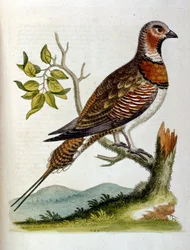 Illustrazione ad acquerello da un libro di uccelli rari di G Edwards 1750. George Edwards (1694-1773) fu un naturalista e ornitologo britannico. Viaggiò molto in Europa, studiando la storia naturale e gli uccelli in particolare. Ottenne un certo riconoscim
