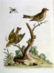 Illustrazione ad acquerello da un libro di uccelli rari di G Edwards 1750. George Edwards (1694-1773) fu un naturalista e ornitologo britannico. Viaggiò molto in Europa, studiando la storia naturale e gli uccelli in particolare. Ottenne un certo riconoscim