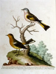 Illustrazione ad acquerello da un libro di uccelli rari di G Edwards 1750. George Edwards (1694-1773) fu un naturalista e ornitologo britannico. Viaggiò molto in Europa, studiando la storia naturale e gli uccelli in particolare. Ottenne un certo riconoscim
