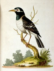 Illustrazione ad acquerello da un libro di uccelli rari di G Edwards 1750. George Edwards (1694-1773) fu un naturalista e ornitologo britannico. Viaggiò molto in Europa, studiando la storia naturale e gli uccelli in particolare. Ottenne un certo riconoscim
