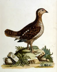 Illustrazione ad acquerello da un libro di uccelli rari di G Edwards 1750. George Edwards (1694-1773) fu un naturalista e ornitologo britannico. Viaggiò molto in Europa, studiando la storia naturale e gli uccelli in particolare. Ottenne un certo riconoscim