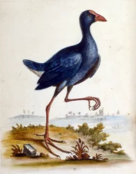 Illustrazione ad acquerello da un libro di uccelli rari di G Edwards 1750. George Edwards (1694-1773) fu un naturalista e ornitologo britannico. Viaggiò molto in Europa, studiando la storia naturale e gli uccelli in particolare. Ottenne un certo riconoscim