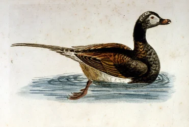 Illustrazione ad acquerello da un libro di uccelli rari di G Edwards 1750. George Edwards (1694-1773) fu un naturalista e ornitologo britannico. Viaggiò molto in Europa, studiando la storia naturale e gli uccelli in particolare. Ottenne un certo riconoscim