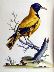 Illustrazione ad acquerello da un libro di uccelli rari di G Edwards 1750. George Edwards (1694-1773) fu un naturalista e ornitologo britannico. Viaggiò molto in Europa, studiando la storia naturale e gli uccelli in particolare. Ottenne un certo riconoscim