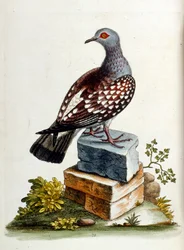 Illustrazione ad acquerello da un libro di uccelli rari di G Edwards 1750. George Edwards (1694-1773) fu un naturalista e ornitologo britannico. Viaggiò molto in Europa, studiando la storia naturale e gli uccelli in particolare. Ottenne un certo riconoscim