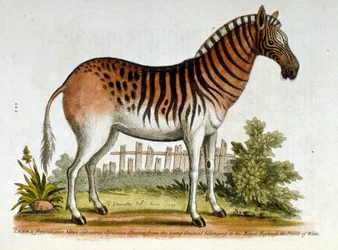Illustrazione acquerellata di Zebra, da un libro di uccelli rari di G Edwards 1750. George Edwards (1694-1773) fu un naturalista e ornitologo britannico. Viaggiò molto in Europa, studiando la storia naturale e gli uccelli in particolare. Ha acquisito una c