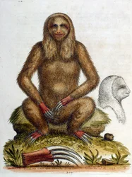 Illustrazione ad acquerello di un bradipo a tre dita di G Edwards 1758. George Edwards (1694-1773) fu un naturalista e ornitologo britannico. Viaggiò molto in Europa, studiando la storia naturale e in particolare gli uccelli. Ottenne un certo riconosciment
