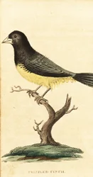 Tessitore dal ventre giallo, Sporophila nigricollis (incisione)