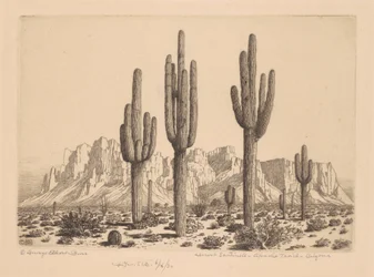 Sentinelle del deserto, Apache Trail, Arizona