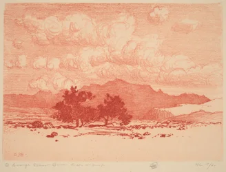 Alberi di palo verde